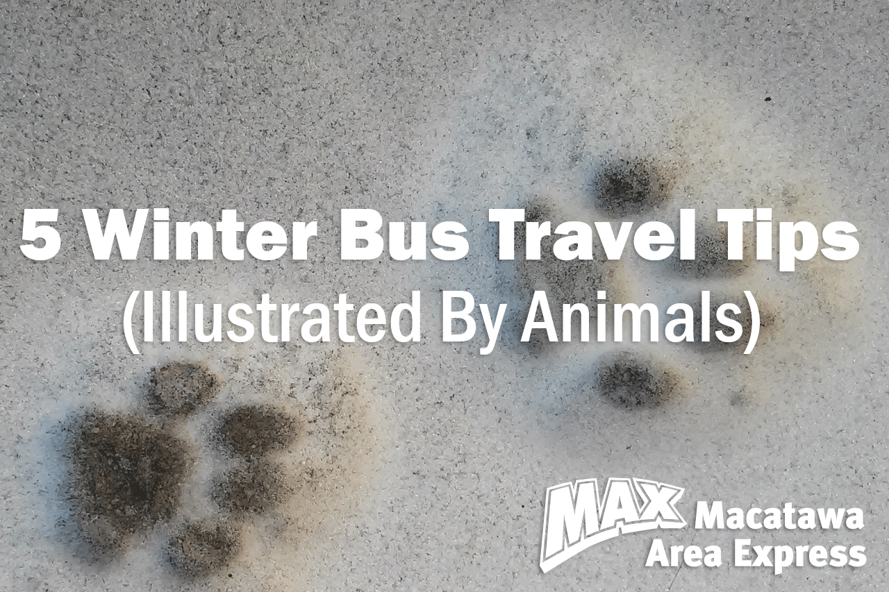 5 Winter Bus Travel Tips Illustrated By Animals